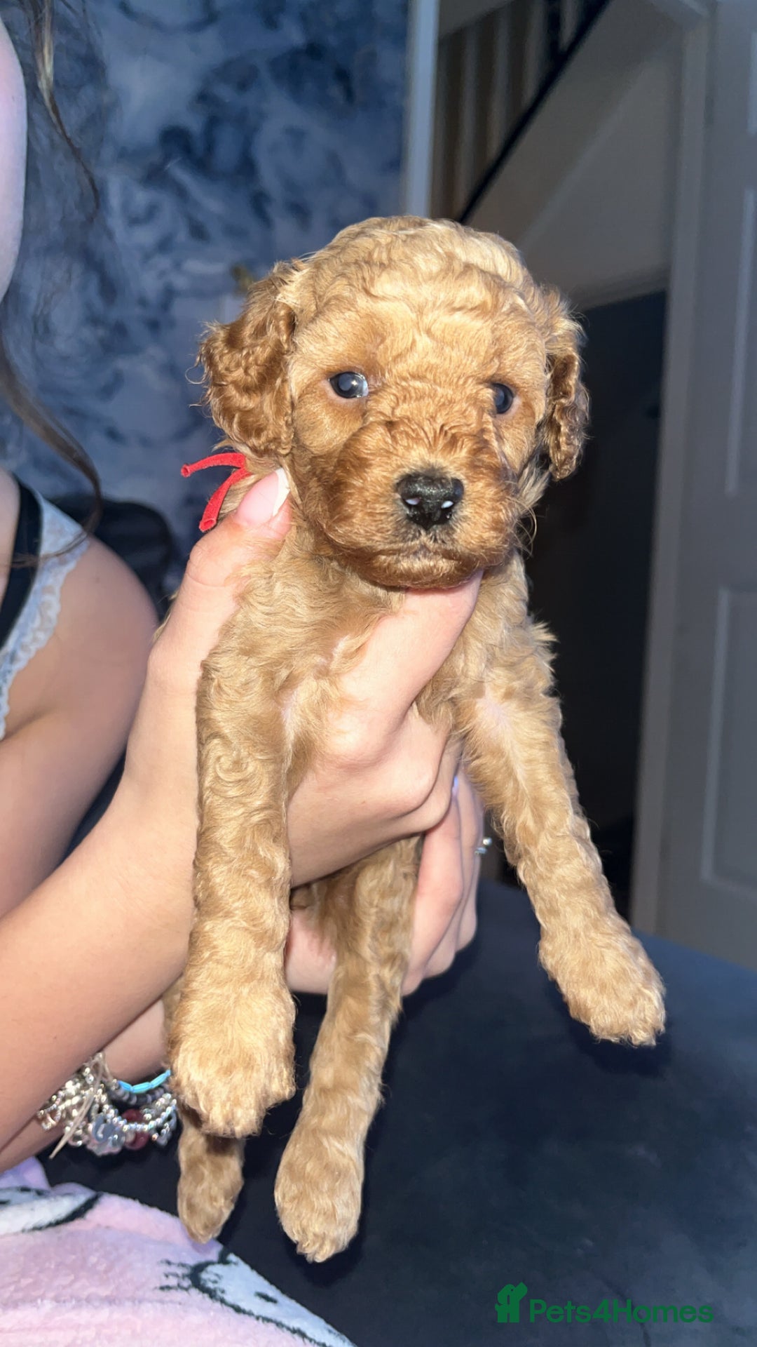 Cavapoo dogs for sale: Adorable cavapoo puppies for sale  - Advert 2