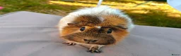 Guinea Pig rodents for sale: 2 female pair - Advert 1