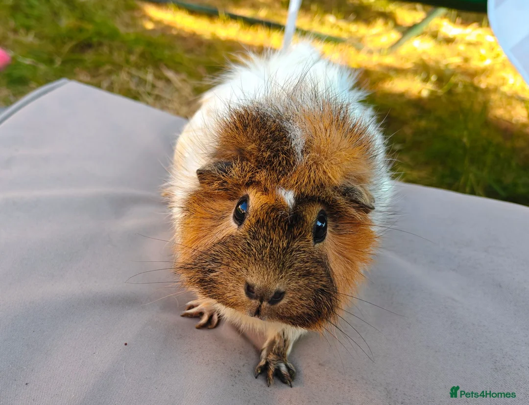Guinea Pig rodents for sale: 2 female pair - Advert 1