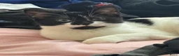 Mixed Breed cats for sale: 2 female cats in South Shields - Advert 2