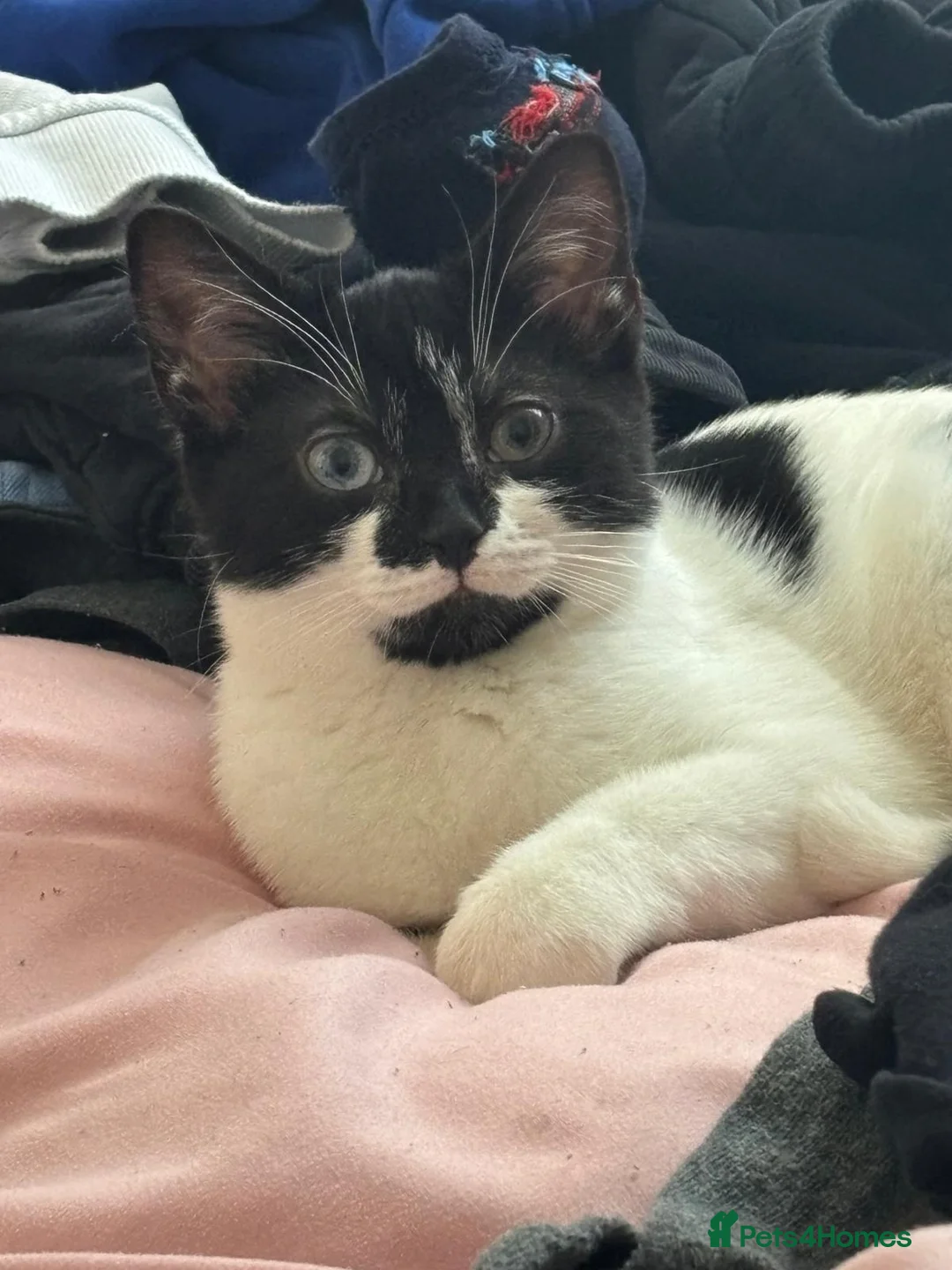Mixed Breed cats for sale: 2 female cats in South Shields - Advert 2