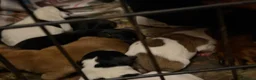 Jackshund dogs for sale: Dachshund x Mini Jack Russell Pups in London - Advert 9
