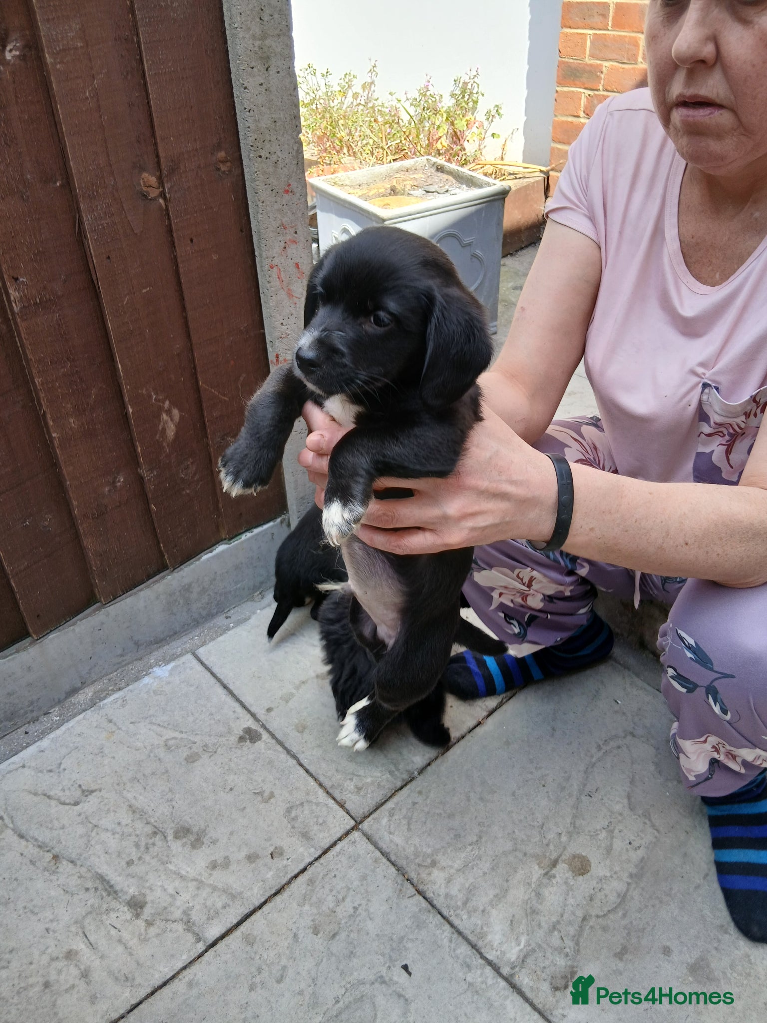 Mixed Breed dogs Cocapoo puppys - Advert 9