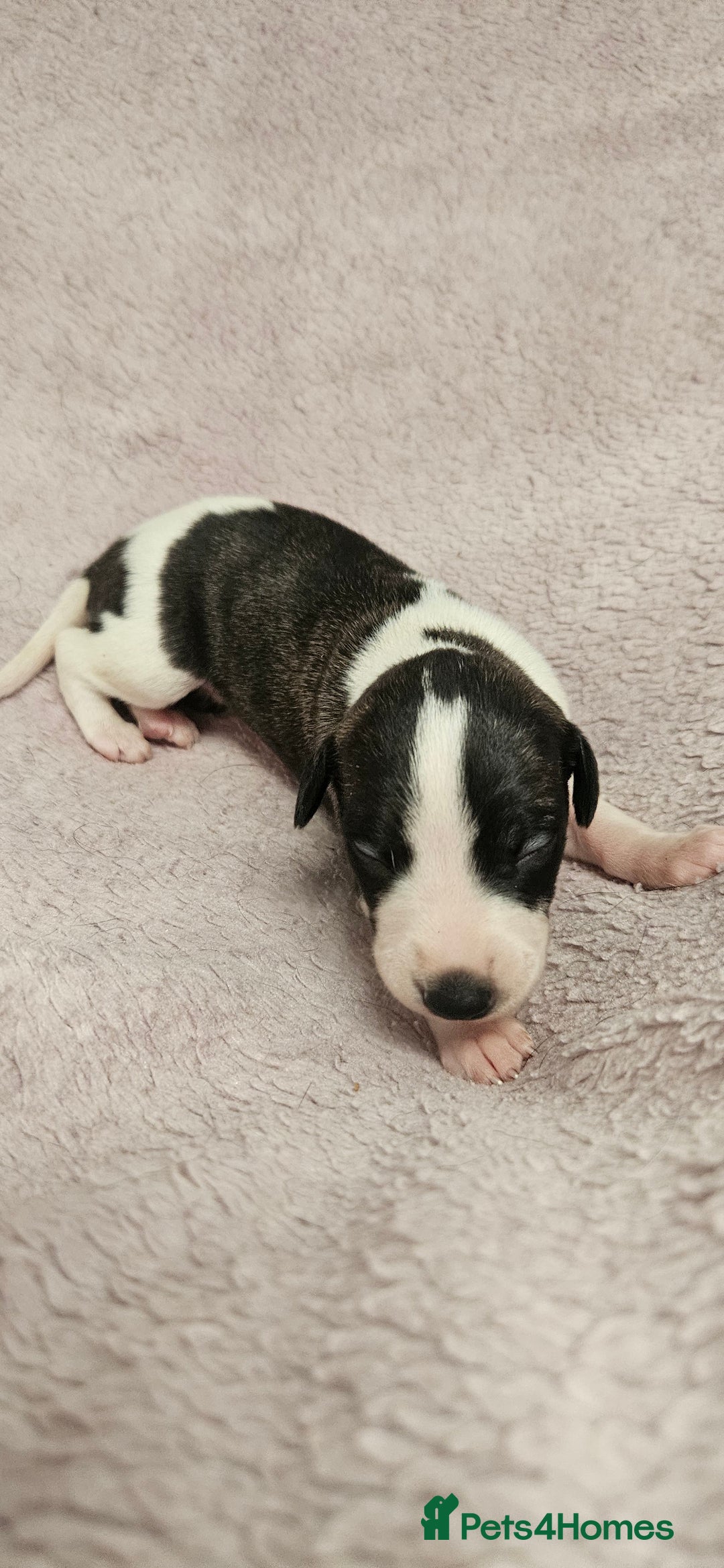 Whippet dogs for sale: KC HEART AND HEALTH TESTED WHIPPETS - Image 26