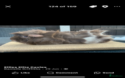 Guinea Pig rodents for sale: Swiss sows and boars  - Image 4