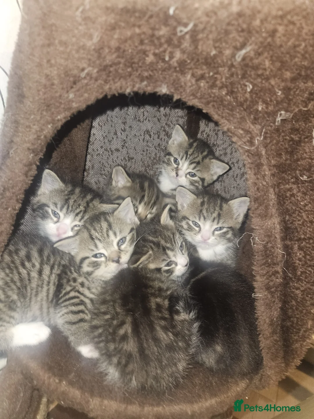 Mixed Breed cats for sale: Adorable little girls are looking for new home - Advert 2