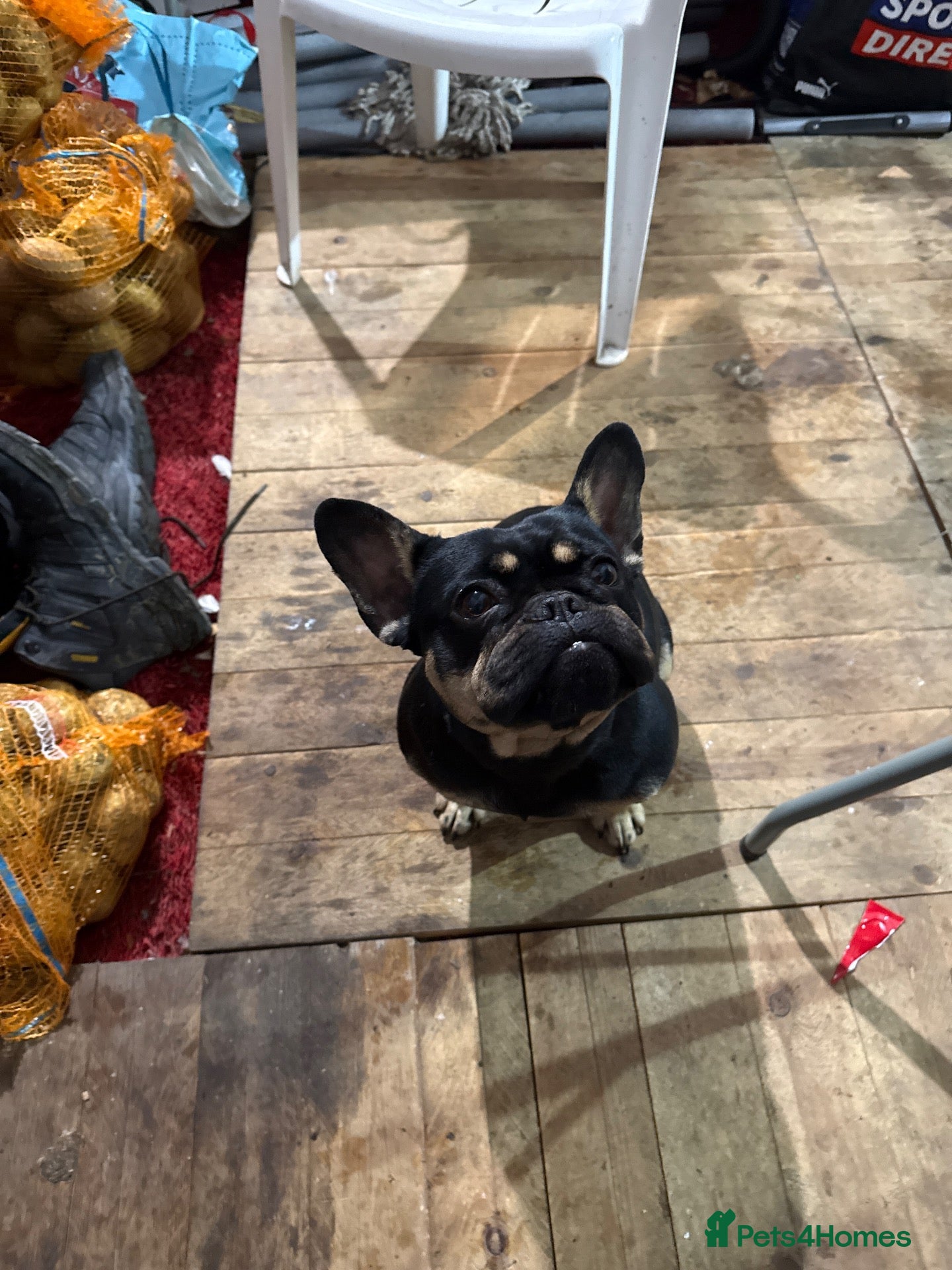 French Bulldog dogs Male French bulldog 4 years old  - Advert 17