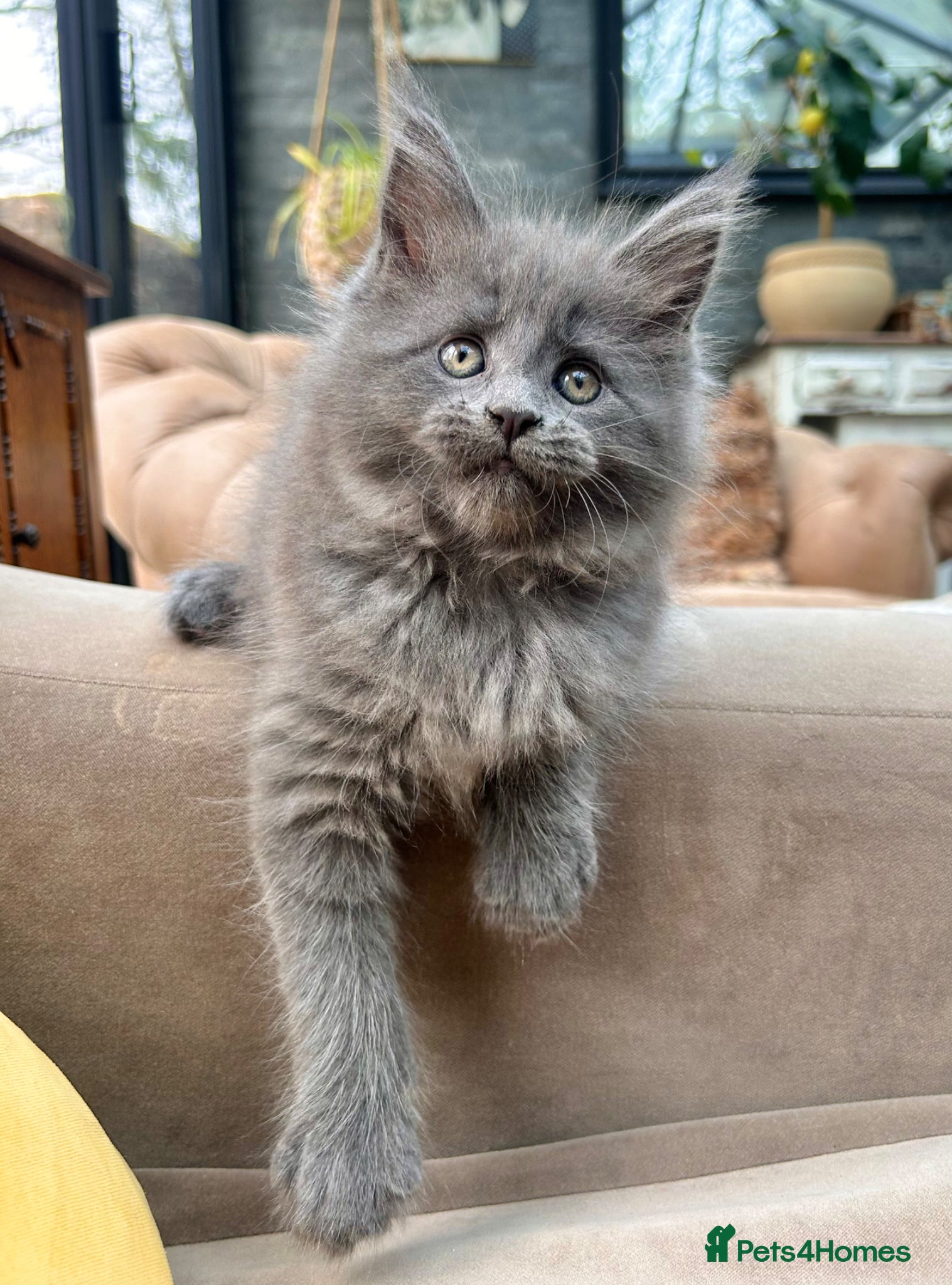 Maine Coon cats Exceptional blue-smoke Maine Coon Kittens 🔥  - Advert 5