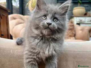 Maine Coon cats Exceptional blue-smoke Maine Coon Kittens 🔥 - Advert 4
