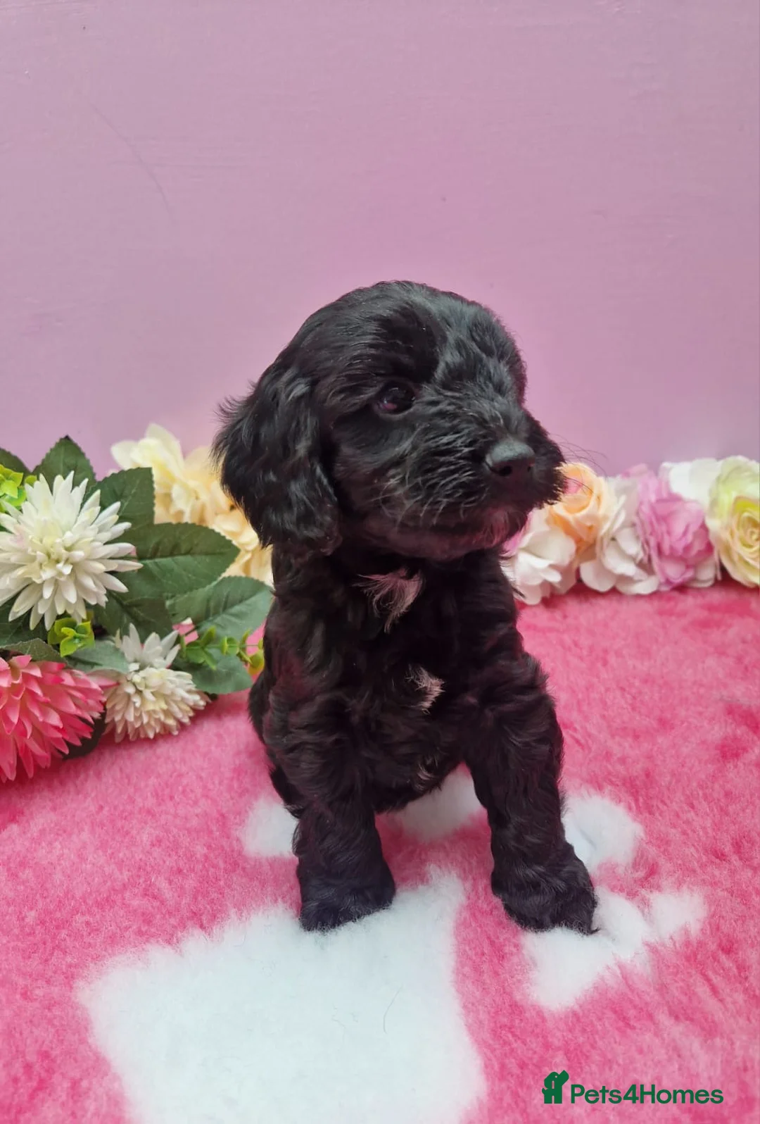 Cockapoo dogs for sale: Cockapoo puppys in Chatteris - Advert 18
