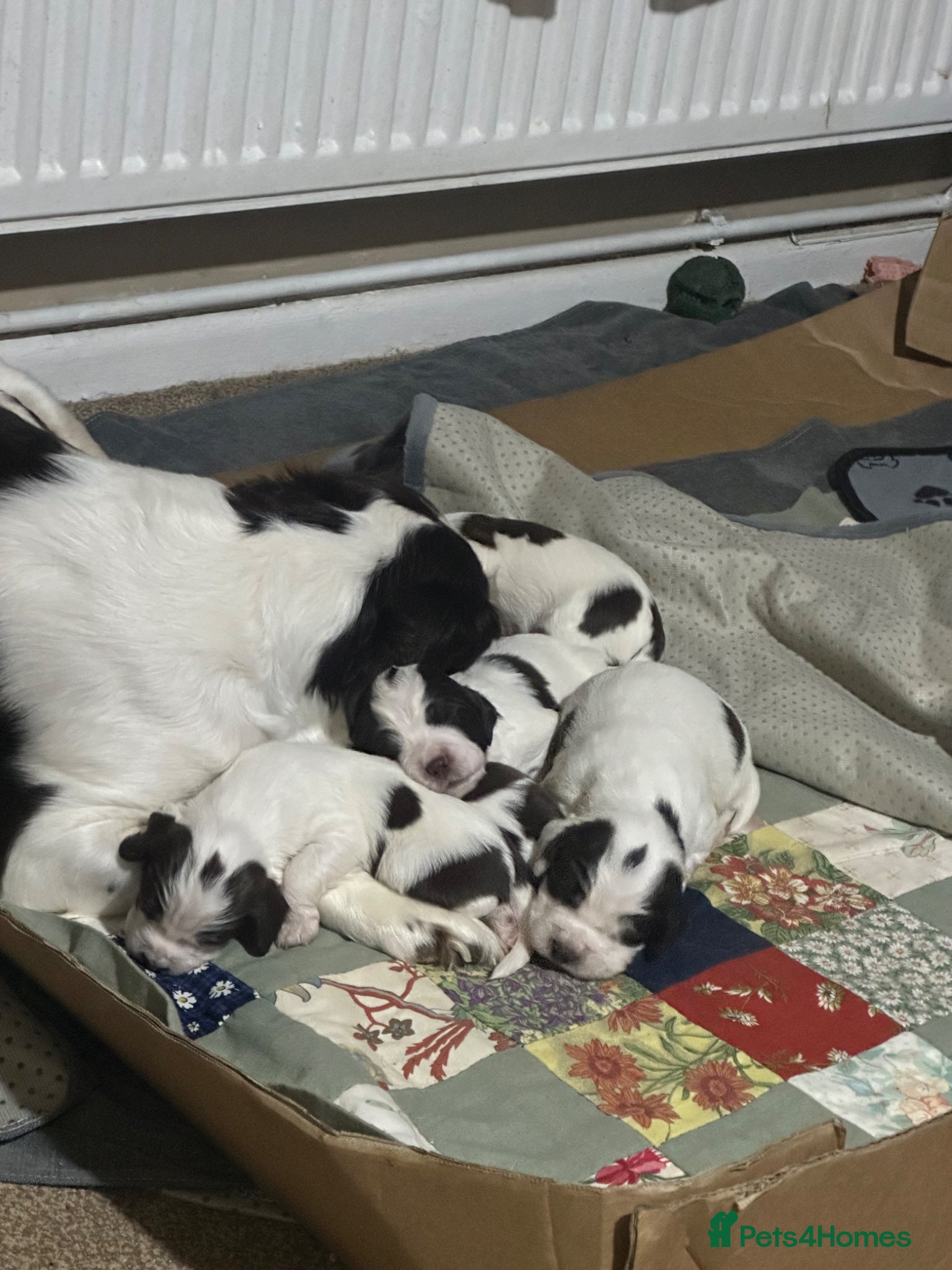 English Springer Spaniel dogs 9 English springer spaniel puppies  - Advert 3