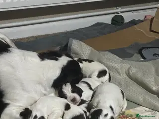 English Springer Spaniel dogs 9 English springer spaniel puppies - Advert 2