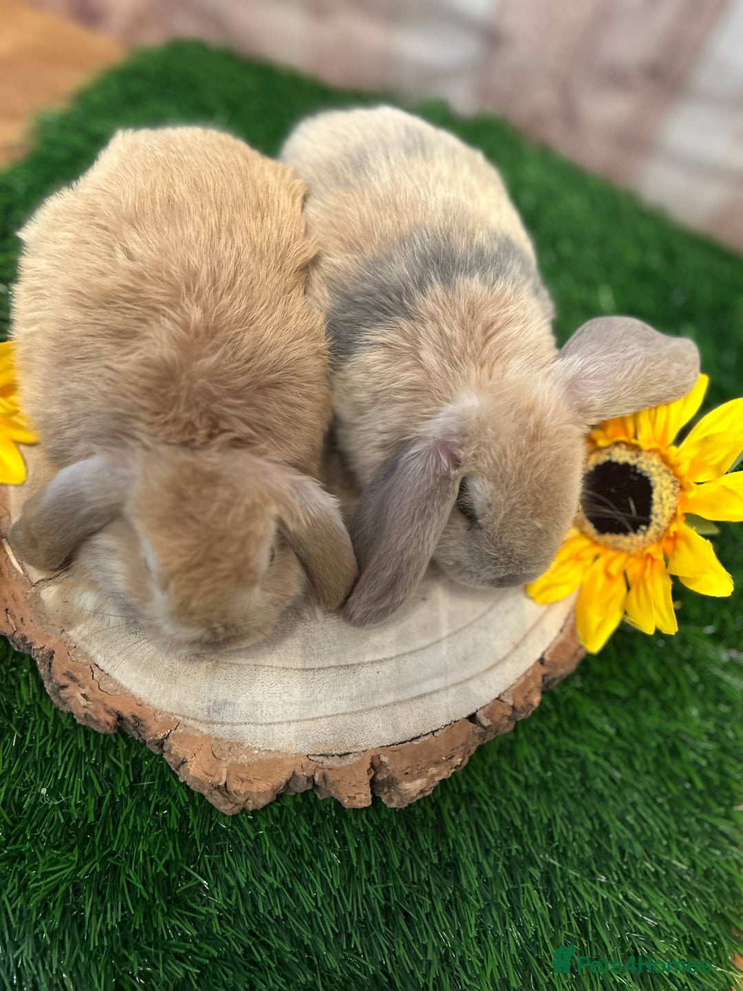 Mini Lop rabbits for sale: Gorgeous mini lops - yellow litter - Image 13