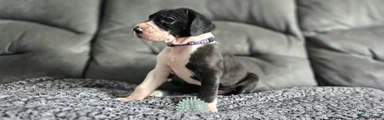 Great Dane 8