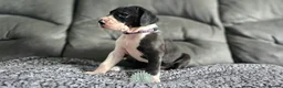 Great Dane dogs for sale: Championship Great Dane Pups  - Advert 8