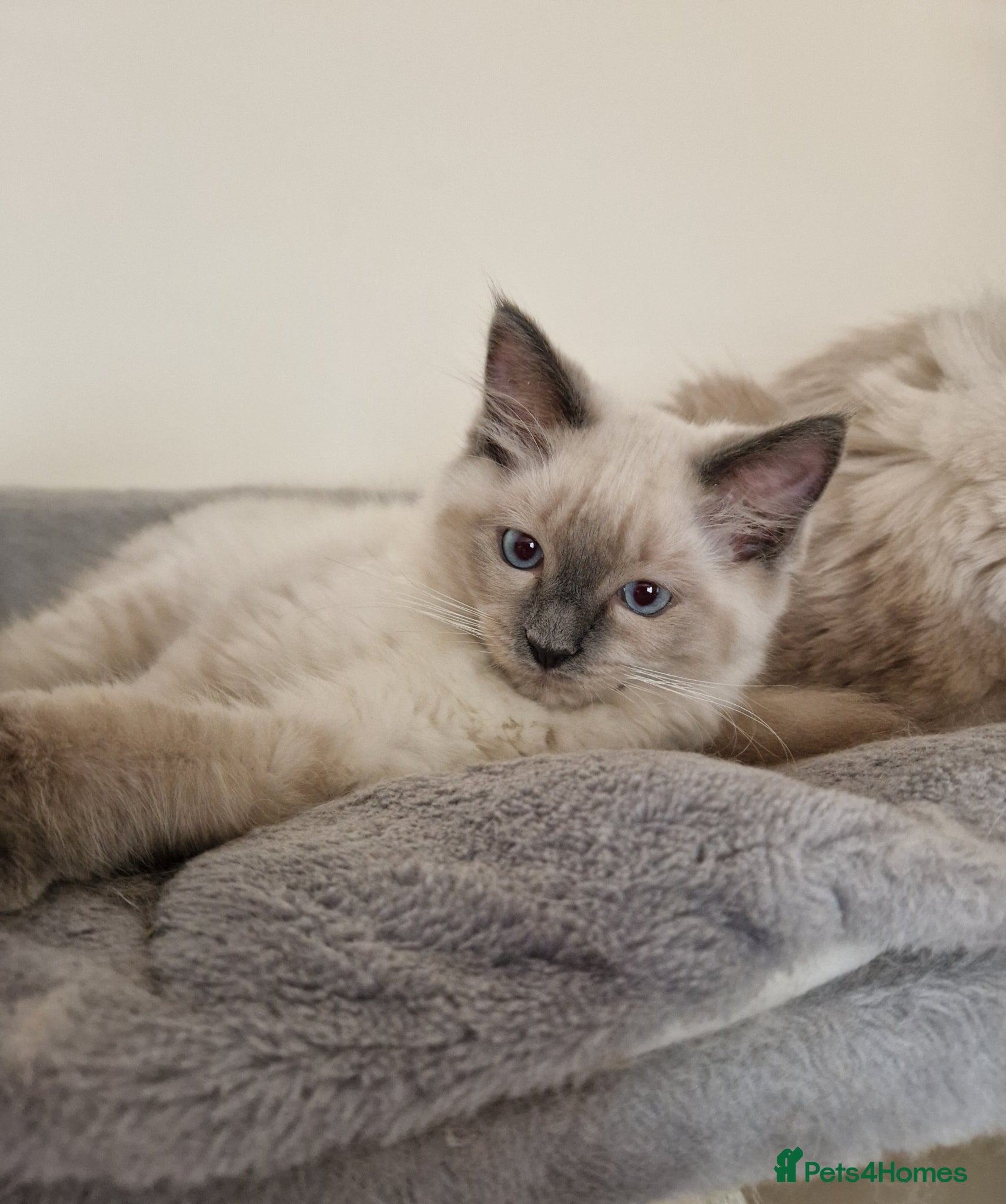 Ragdoll cats Boy and girl ragdolls - Advert 1