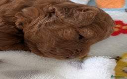 Cavapoo dogs for sale: F1B Deep Fox Red High Quality DNA Clear Puppy  - Image 15