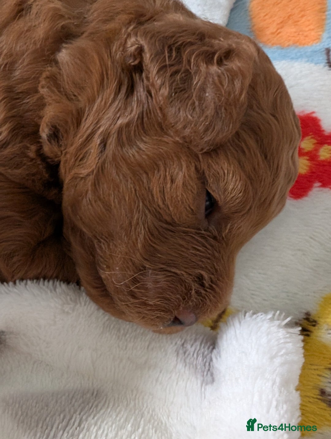 Cavapoo dogs for sale: F1B Deep Fox Red High Quality DNA Clear Puppy  - Image 15