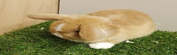 Mini Lop rabbits for sale: Vaccinated wellhandled Mini Lop-please read advert - Advert 4