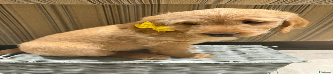 Miss BrambleAustralian Labradoodle Puppy 4