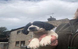 English Springer Spaniel dogs for sale: Stunning kc reg dna tested  - Image 11