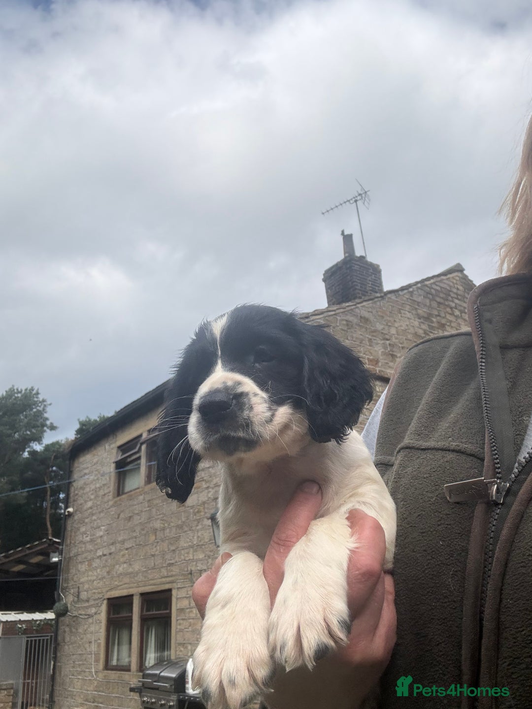 English Springer Spaniel dogs for sale: Stunning kc reg dna tested  - Image 11
