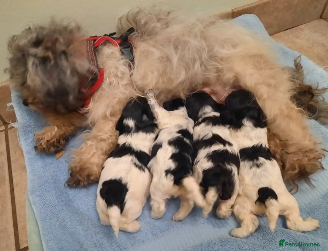 Shih Tzu dogs for sale: Few shih tzu's - Image 7