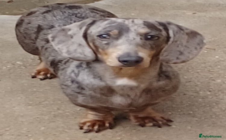 Miniature Dachshund dogs - Advert 12