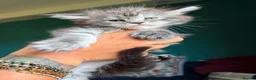 Maine Coon cats for sale: Maine Coons with Tests, Papers, Vet Checks & Vacc. - Advert 4