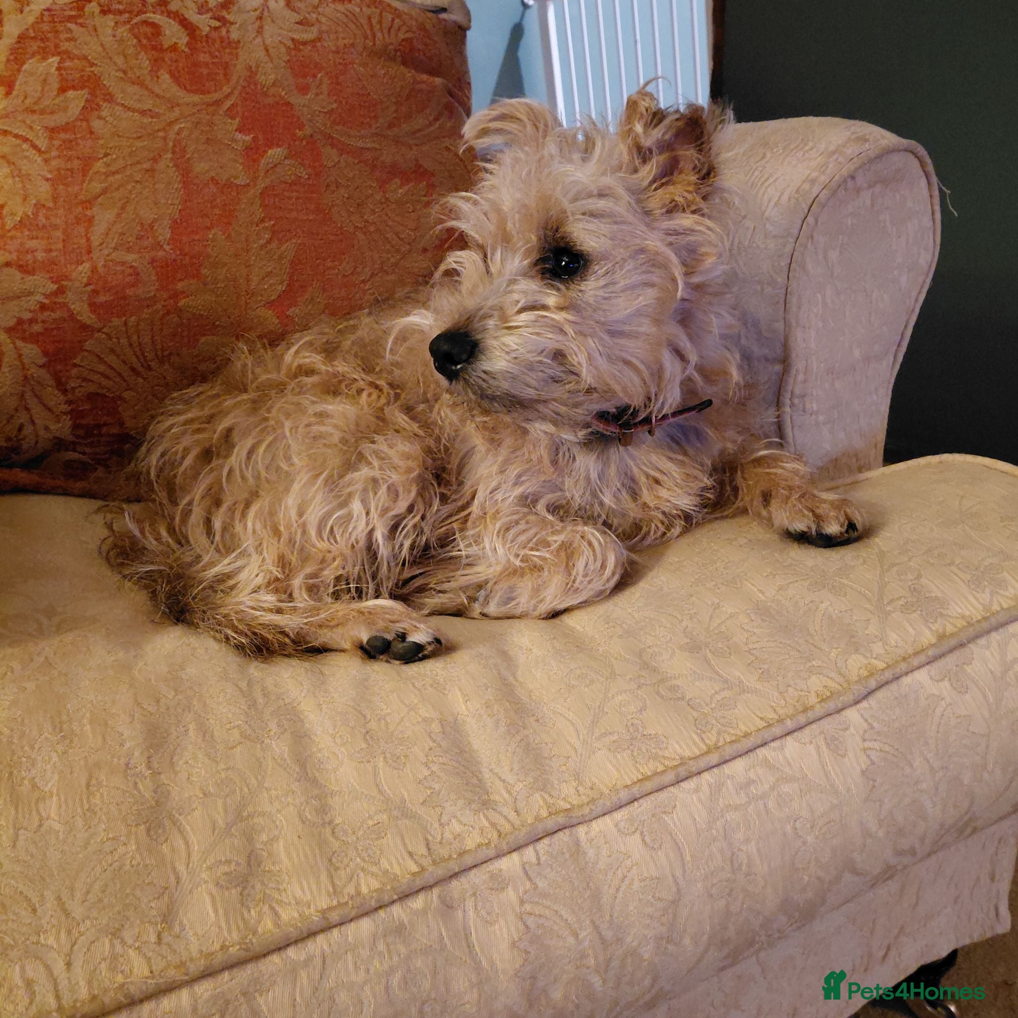 Mixed Breed dogs Nellie looking for a stud - Advert 4