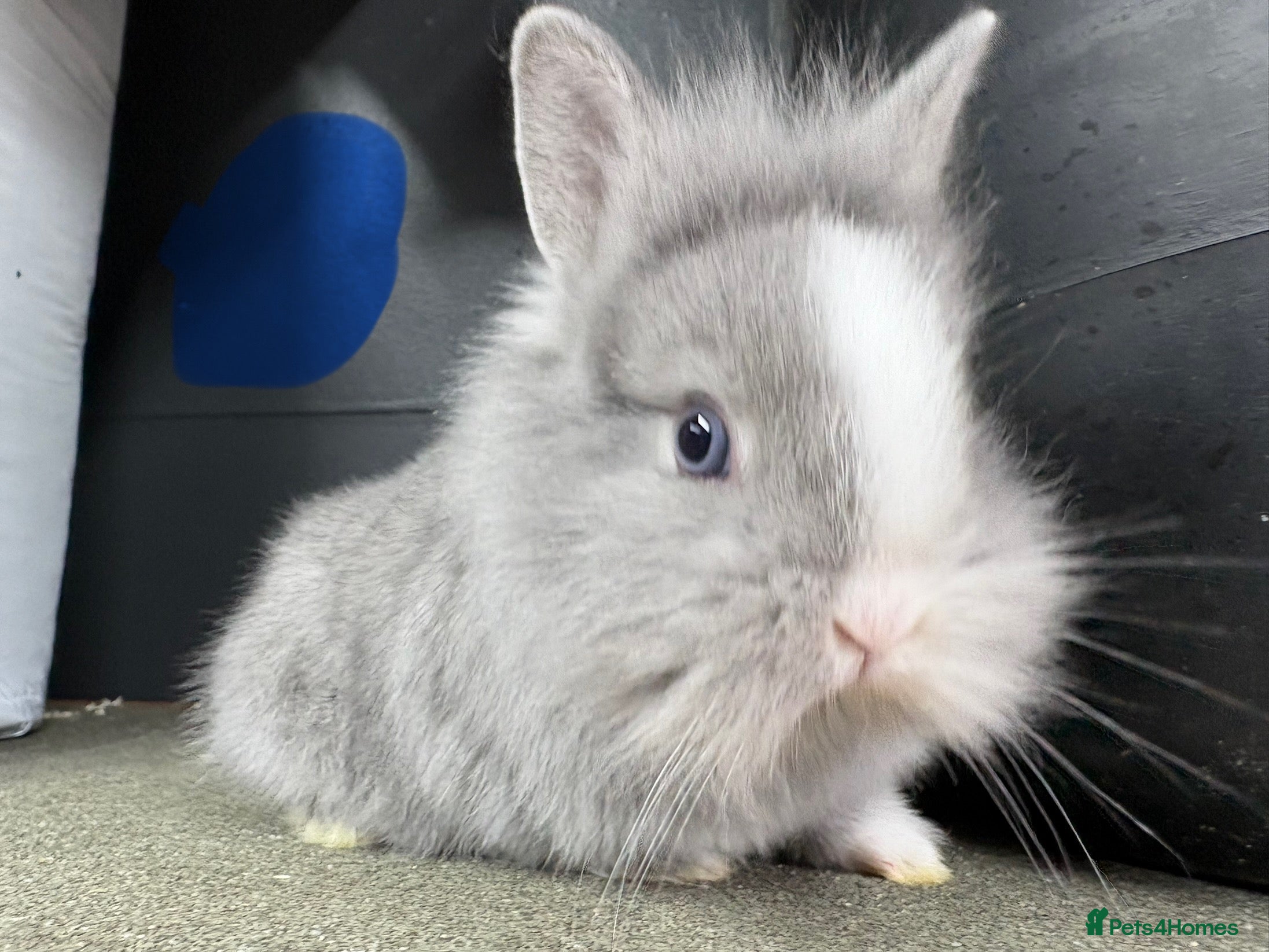 Netherland Dwarf rabbits Netherlands x lion heads  - Advert 1