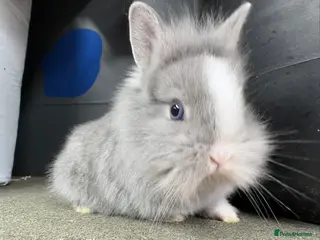 Netherland Dwarf rabbits Netherlands x lion heads - Advert 13