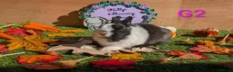 Netherland Dwarf rabbits for sale: Beautiful babies  - Advert 9
