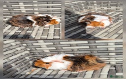 Guinea Pig rodents for sale: Baby Funky Guinea Pigs - Image 2