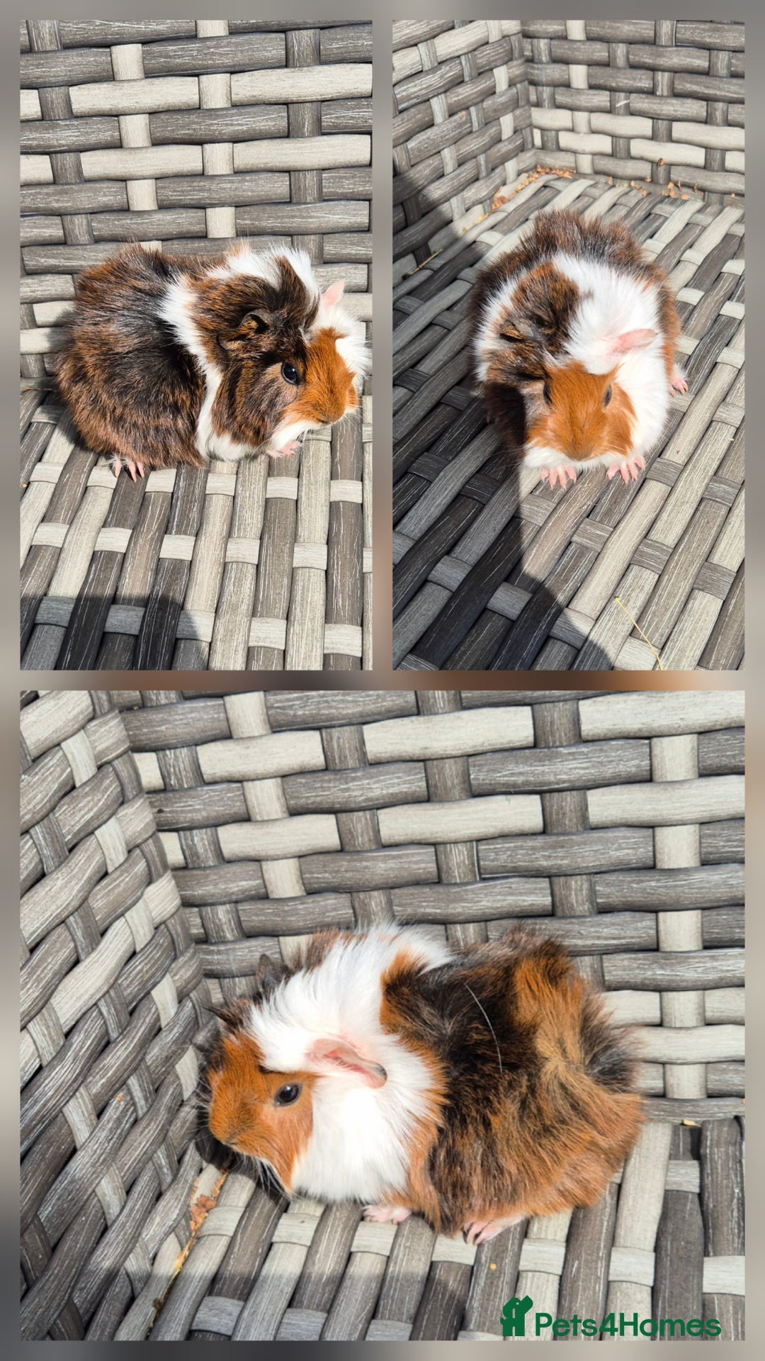 Guinea Pig rodents for sale: Baby Funky Guinea Pigs - Image 2