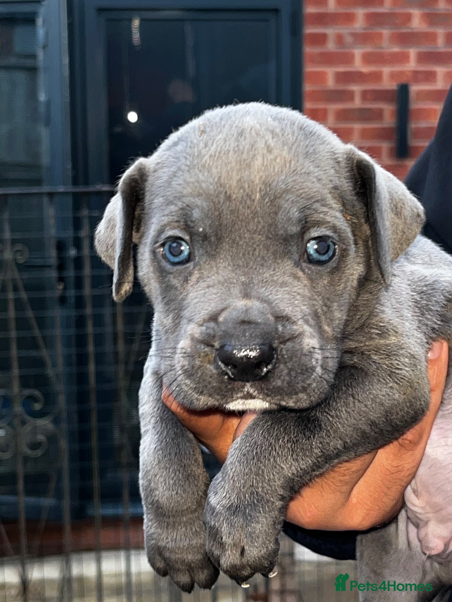 Cane Corso dogs DeBella Cane Corso Pups - Advert 1
