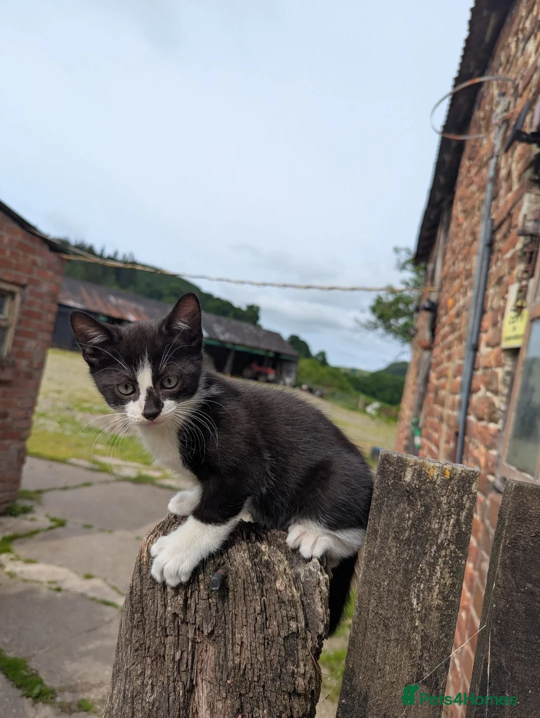 Mixed Breed cats for sale: 3 Kittens for sale - Advert 1