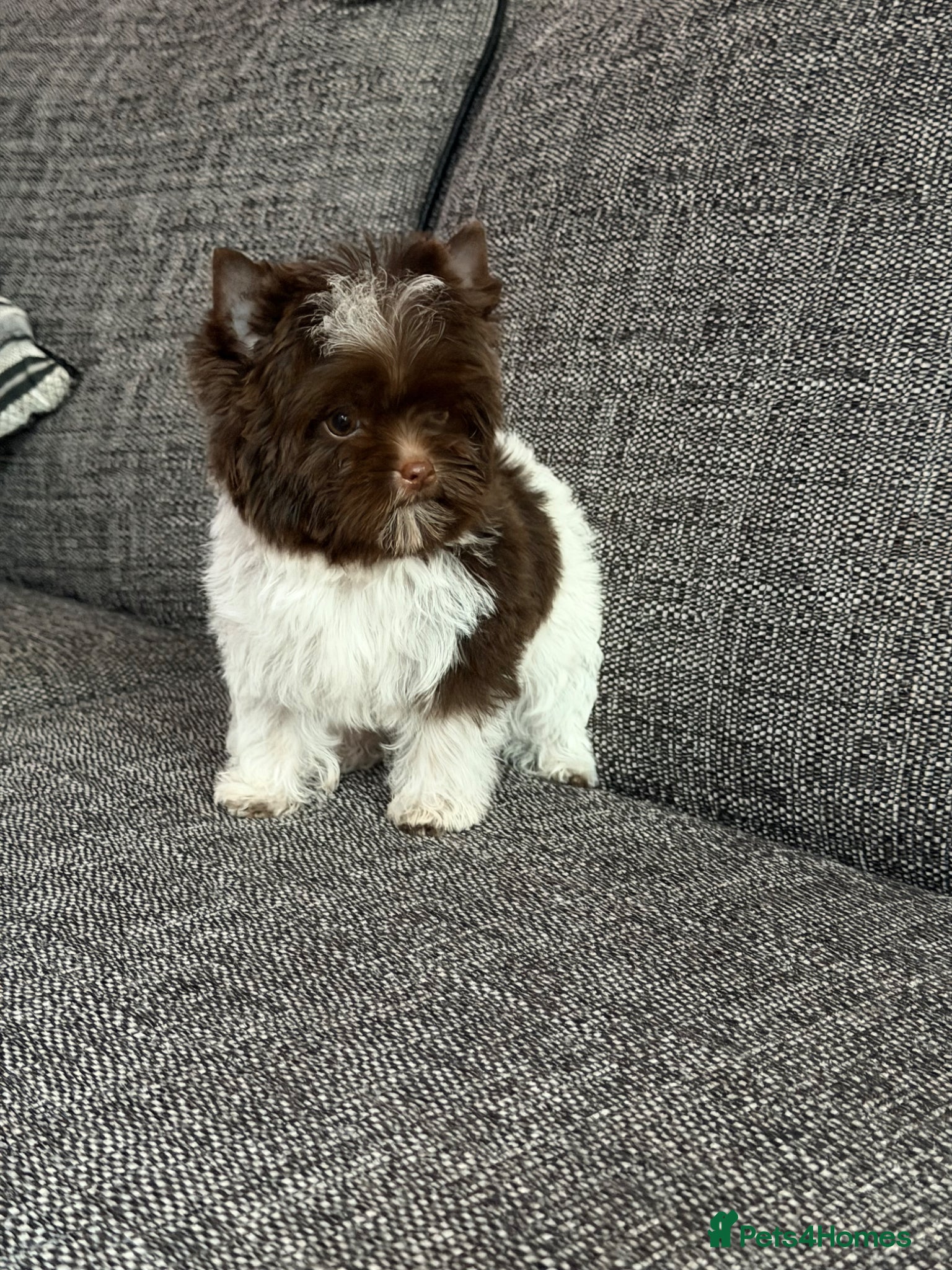 Yorkshire Terrier dogs Tiny Boys🐾 Pedigree 🐾 - Advert 11