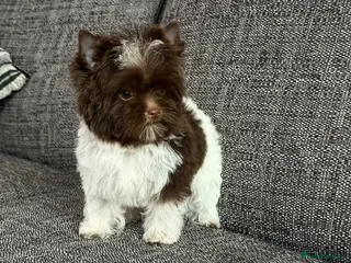 Yorkshire Terrier dogs Tiny Boys🐾 Pedigree 🐾 - Advert 11