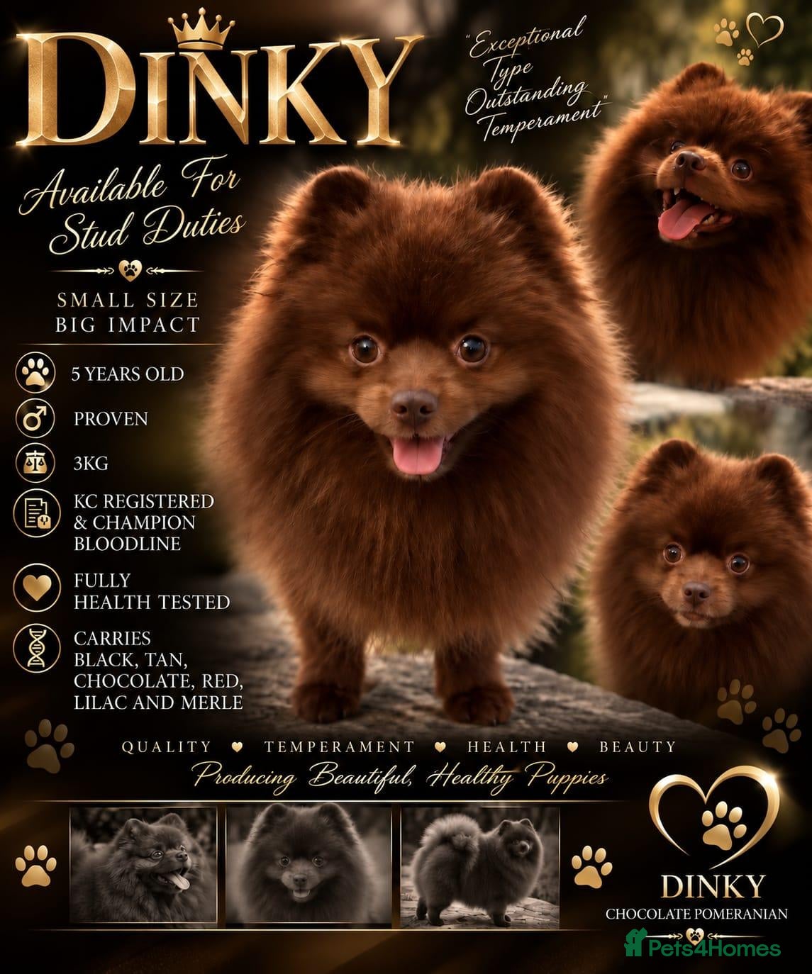 Pomeranian dogs Beautiful merle pomeranian for stud - Advert 1