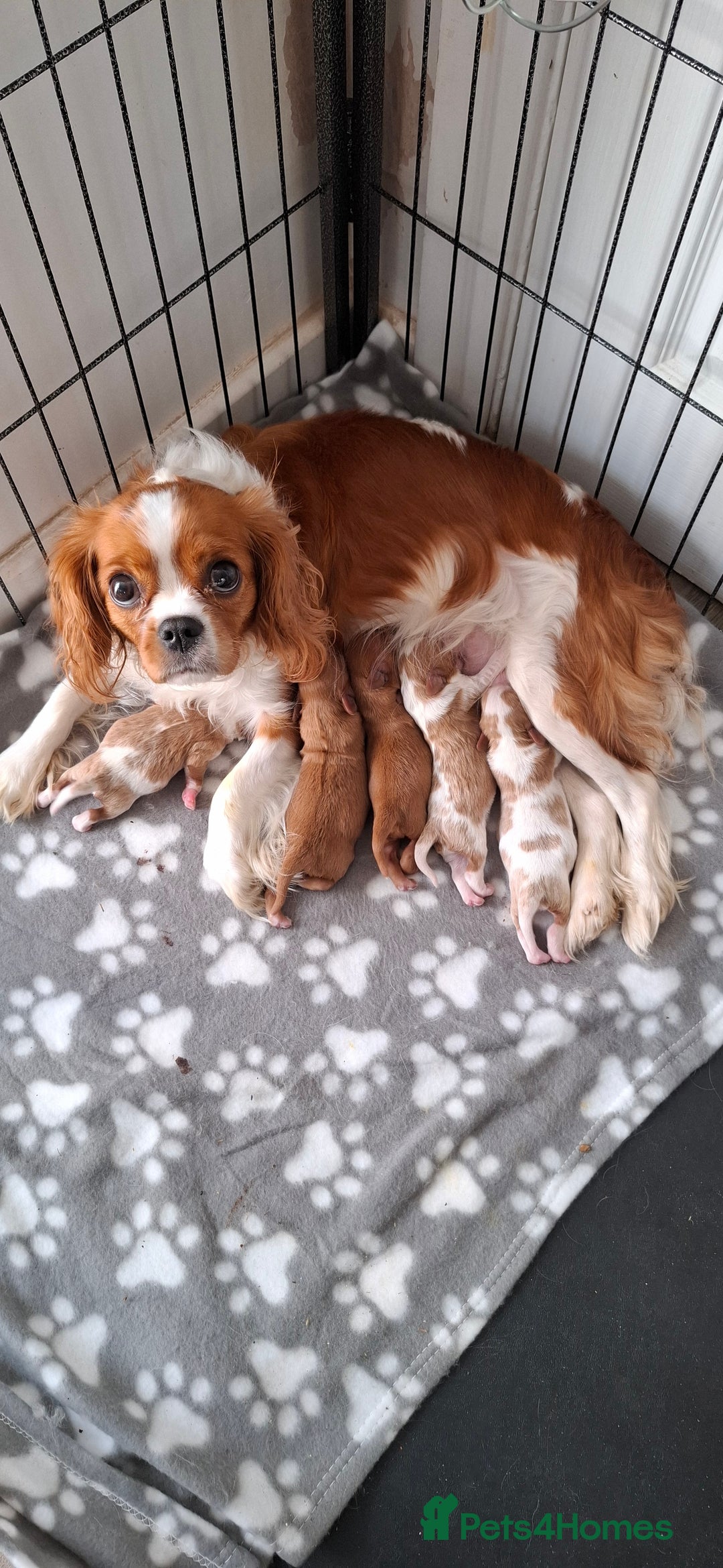 Cavalier King Charles Spaniel dogs for sale: Cavalier king Charles  - Advert 3
