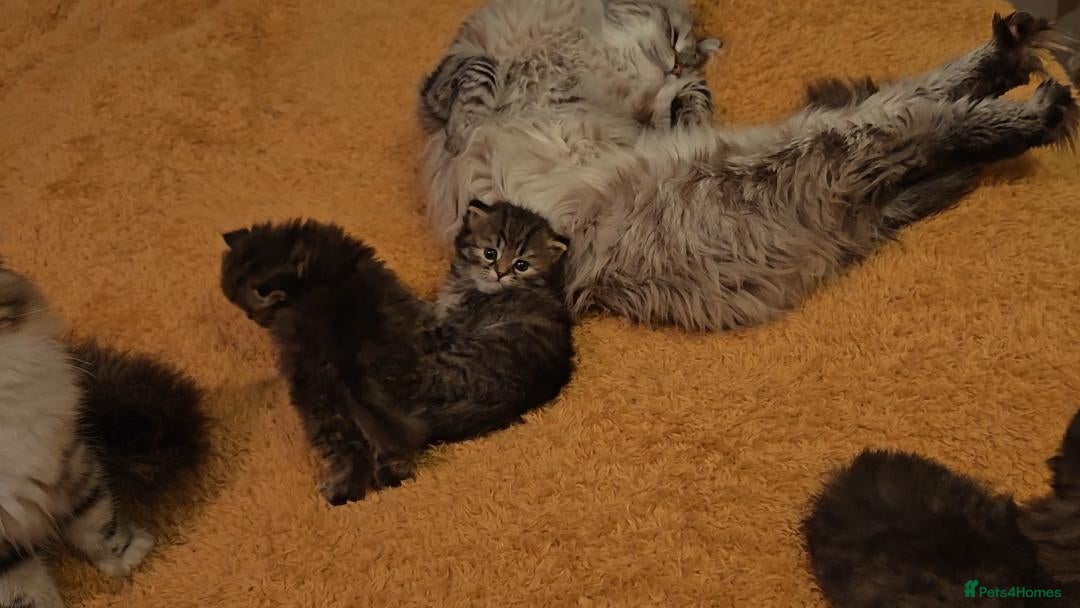 Siberian cats for sale: Siberian GCCFxGolden Chinchilla GCCF - Advert 18