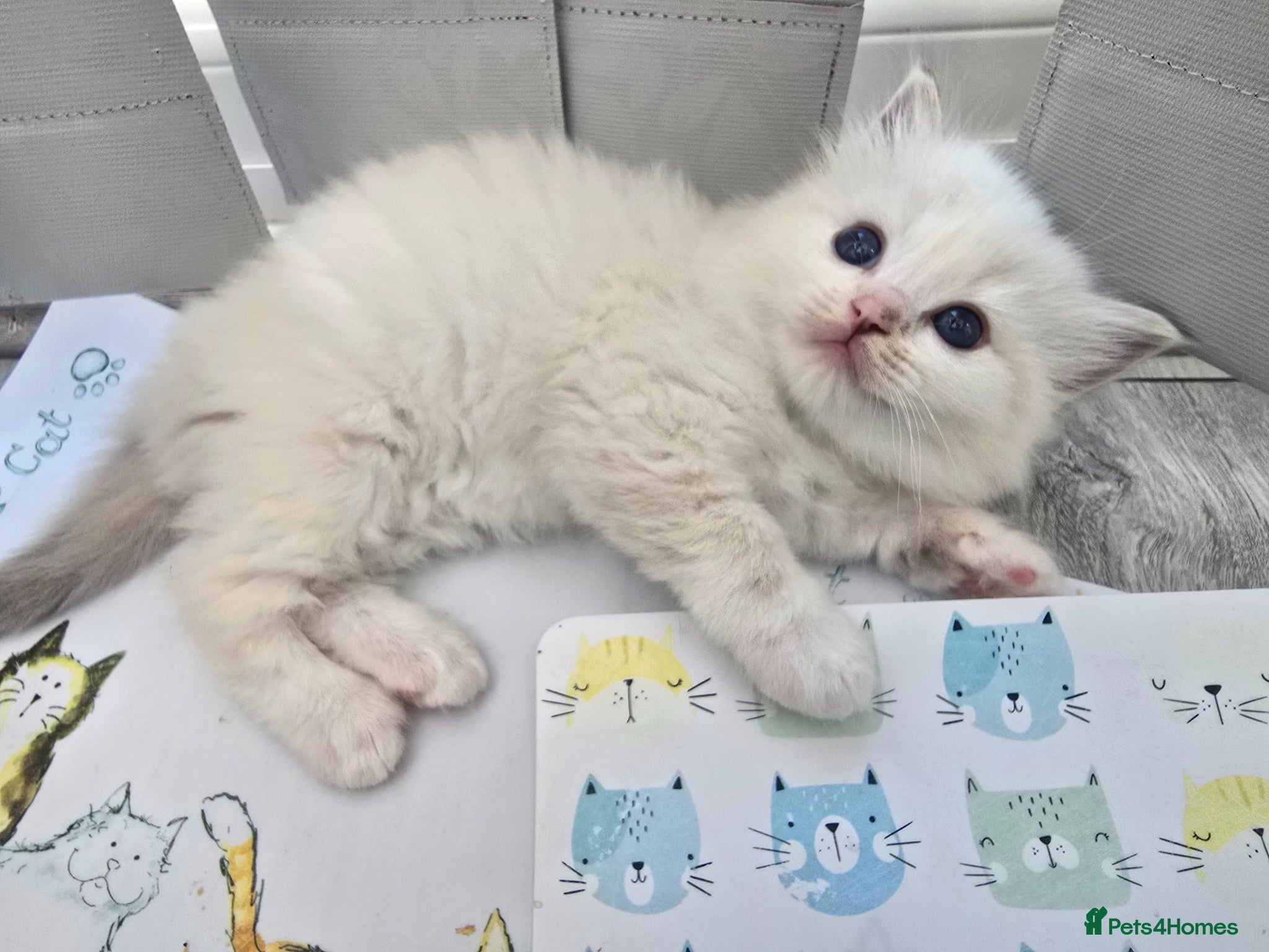 Ragdoll cats Stunning European bloodline kittens - Advert 15