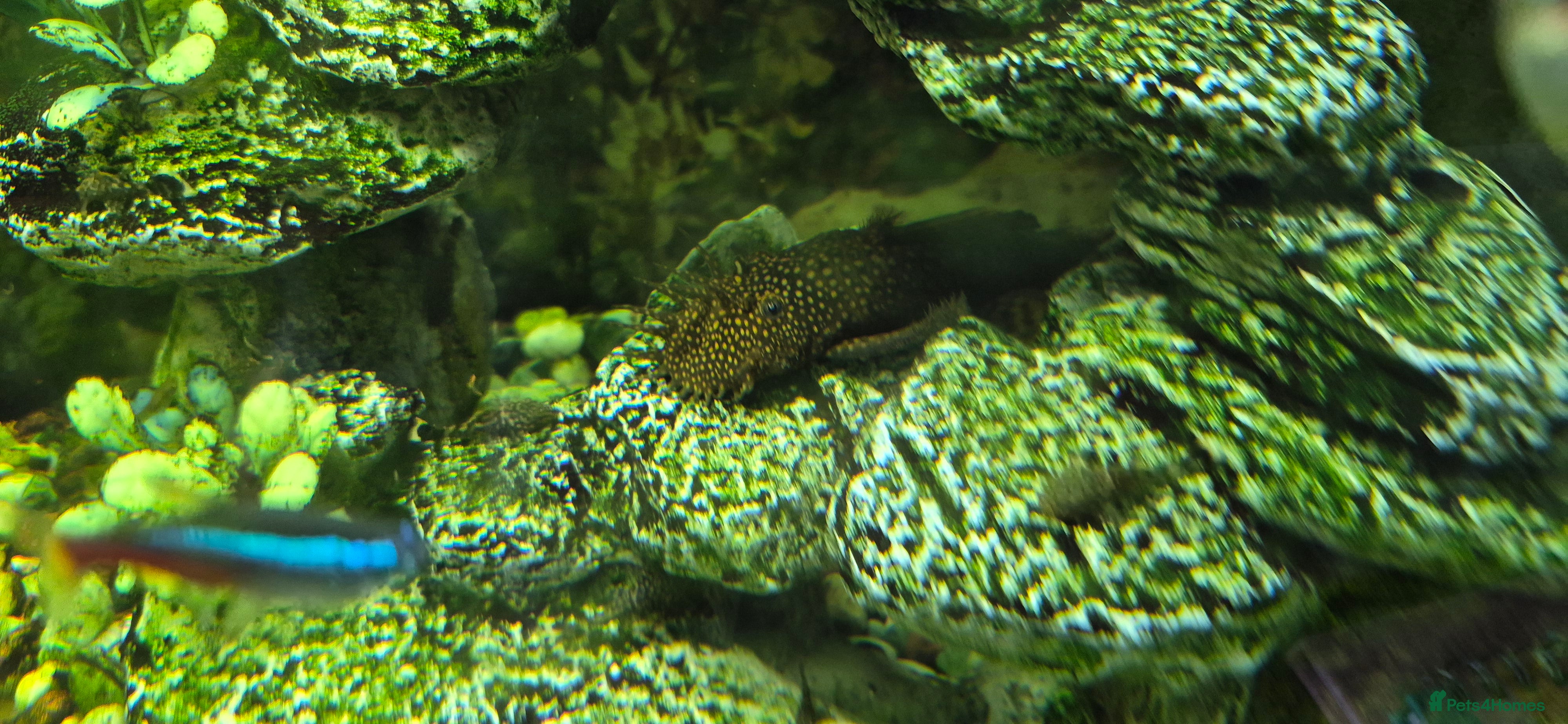 Plecos fish Bottle Nose Pleco - Advert 1