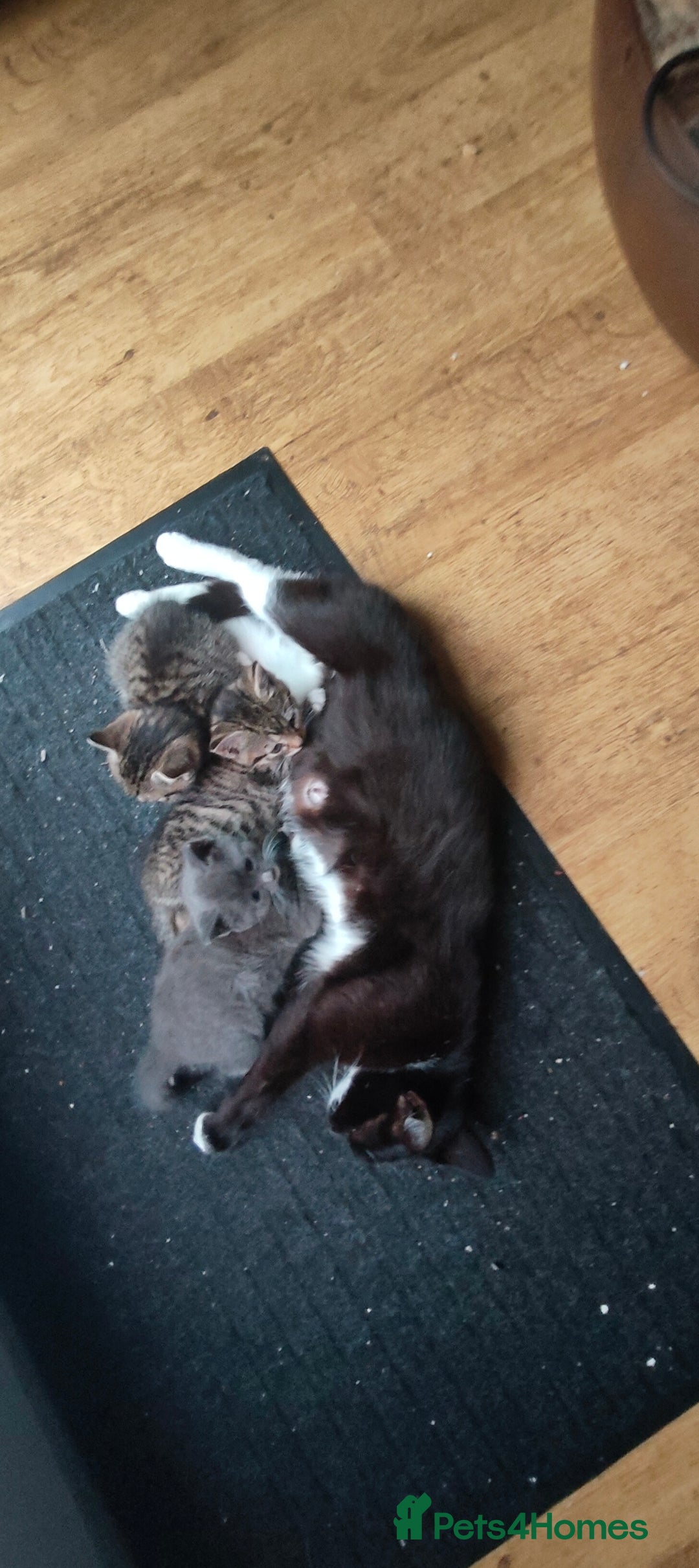 Mixed Breed cats for sale: 4 lovely kittens  - Image 5