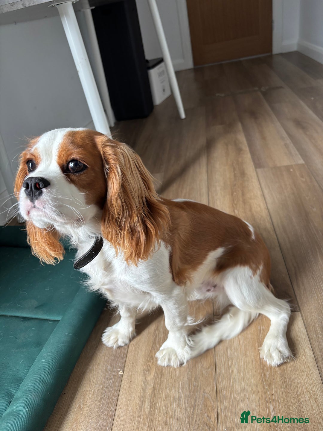 Cavalier King Charles Spaniel dogs for sale: King Charles cavalier - Male - Image 6