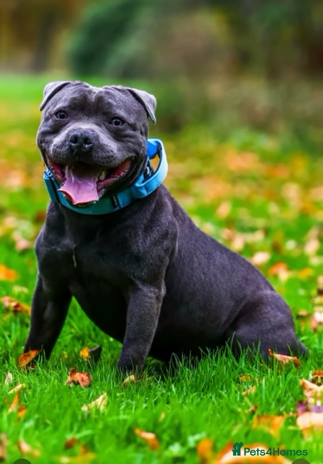 Staffordshire Bull Terrier dogs for sale: Staffordshire Bull Terrier Pups for Sale 🩶 - Advert 5