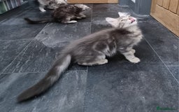 Maine Coon cats for sale: Pedigree GCCF Maine Coon Kittens for sale  - Image 30