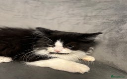 British Shorthair cats for sale: British short hair mixed kittens  - Image 17