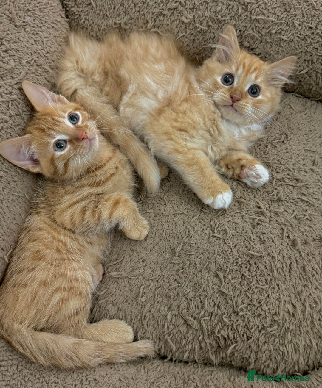 Mixed Breed cats for sale: GORGEOUS SIBERIAN X KITTENS  - Image 2